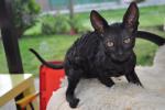 Een katertje van Cornish Rex !