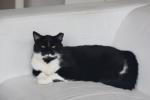 Lieve zwarte Europese korthaar